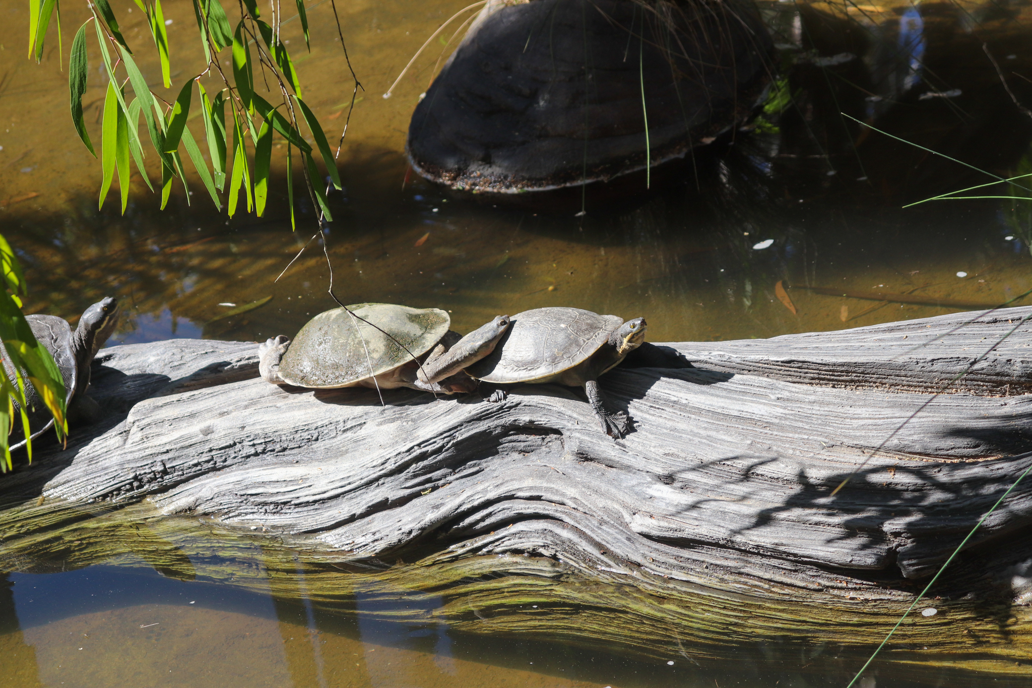 Broad-shelled River Turtle (Chelodina expansa) and Brisbane River Turtle (Emydura krefftii signata)