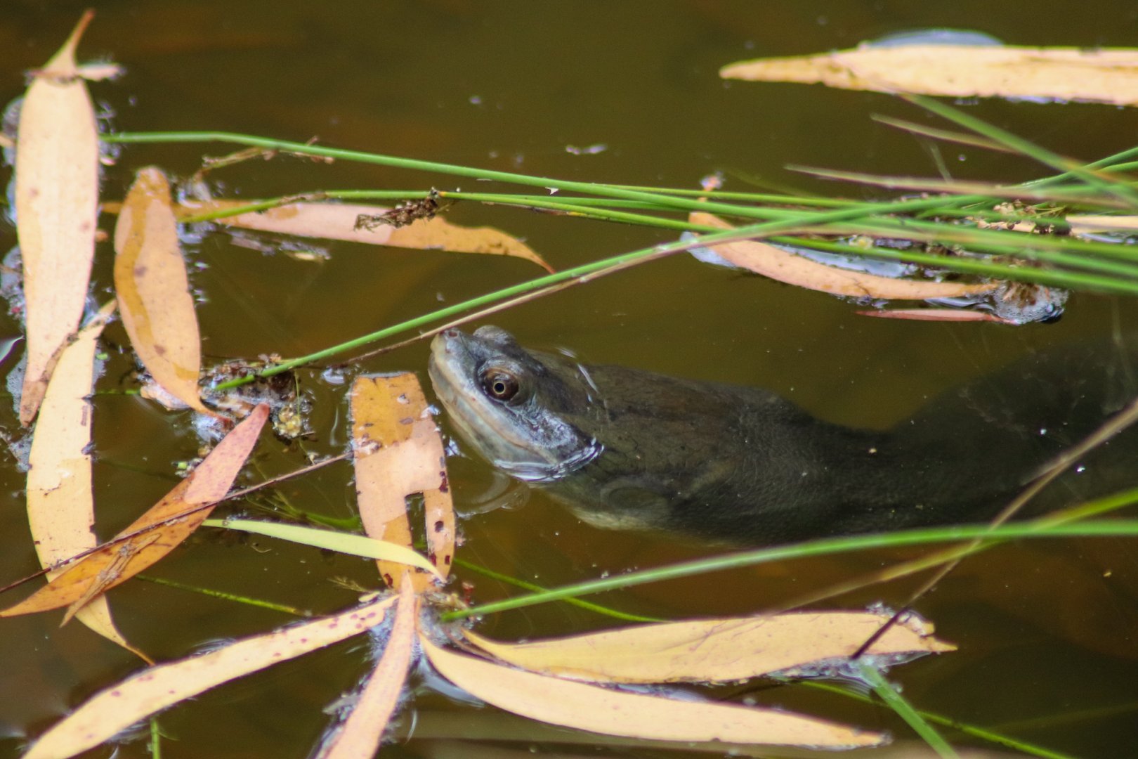 Broad-shelled River Turtle (Chelodina expansa)