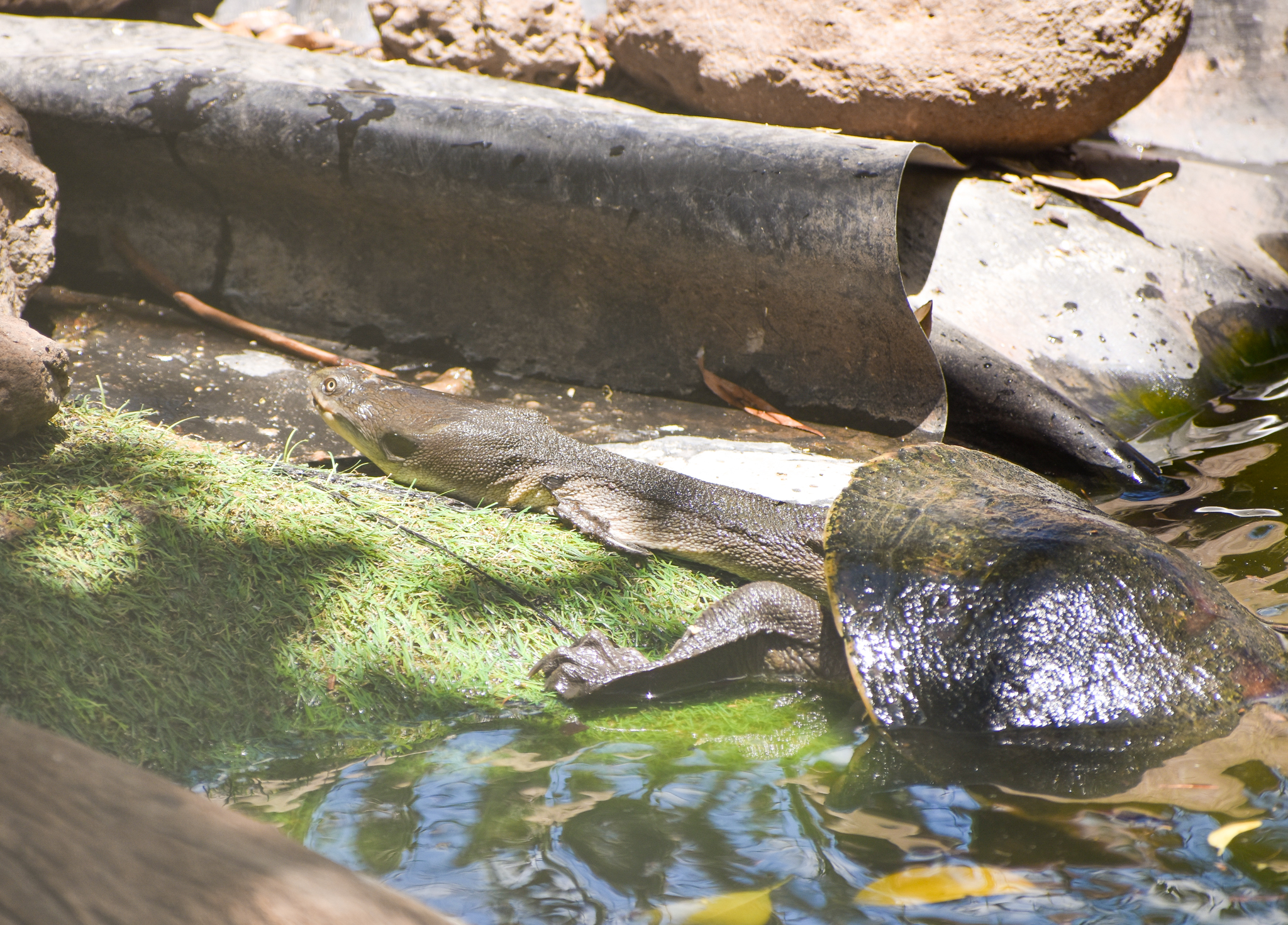 Broad-shelled River Turtle (Chelodina expansa)