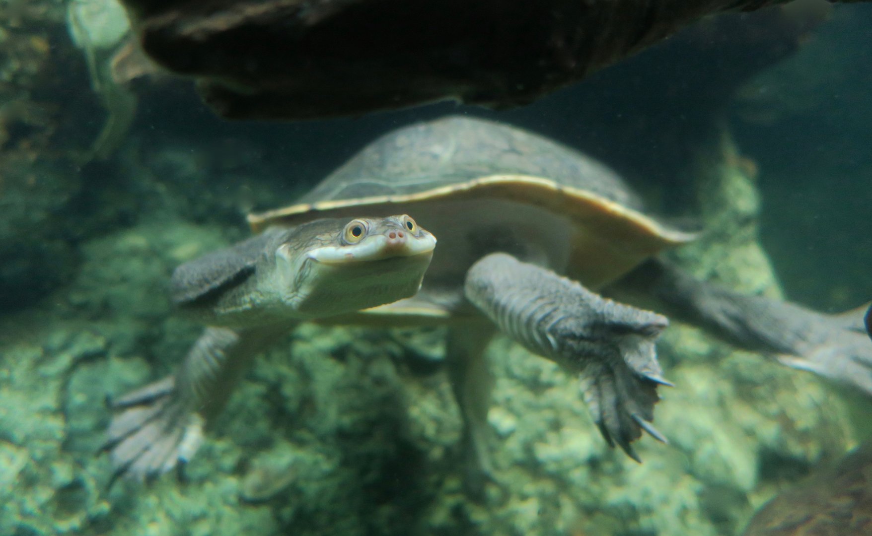 Broad-Shelled River Turtle (Chelodina expansa)