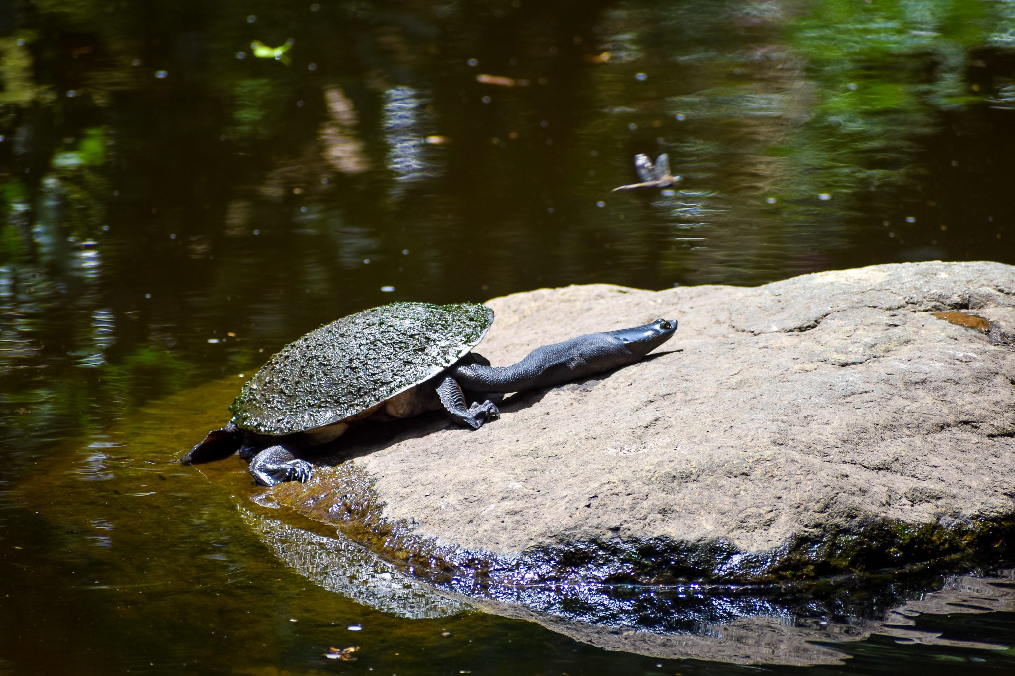 Broad-shelled River Turtle