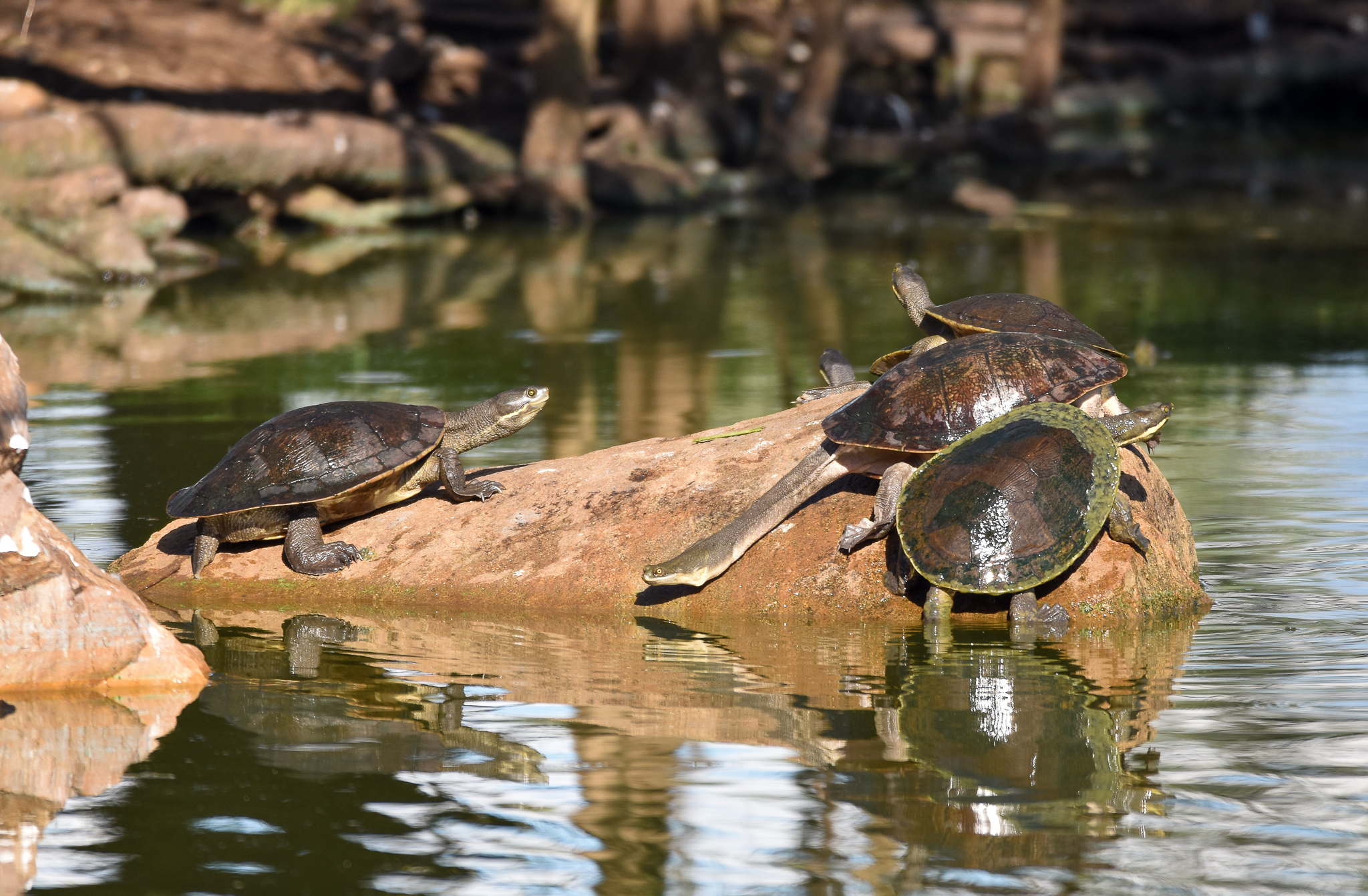 Broad-shelled Turtle and Macquarie Turtles
