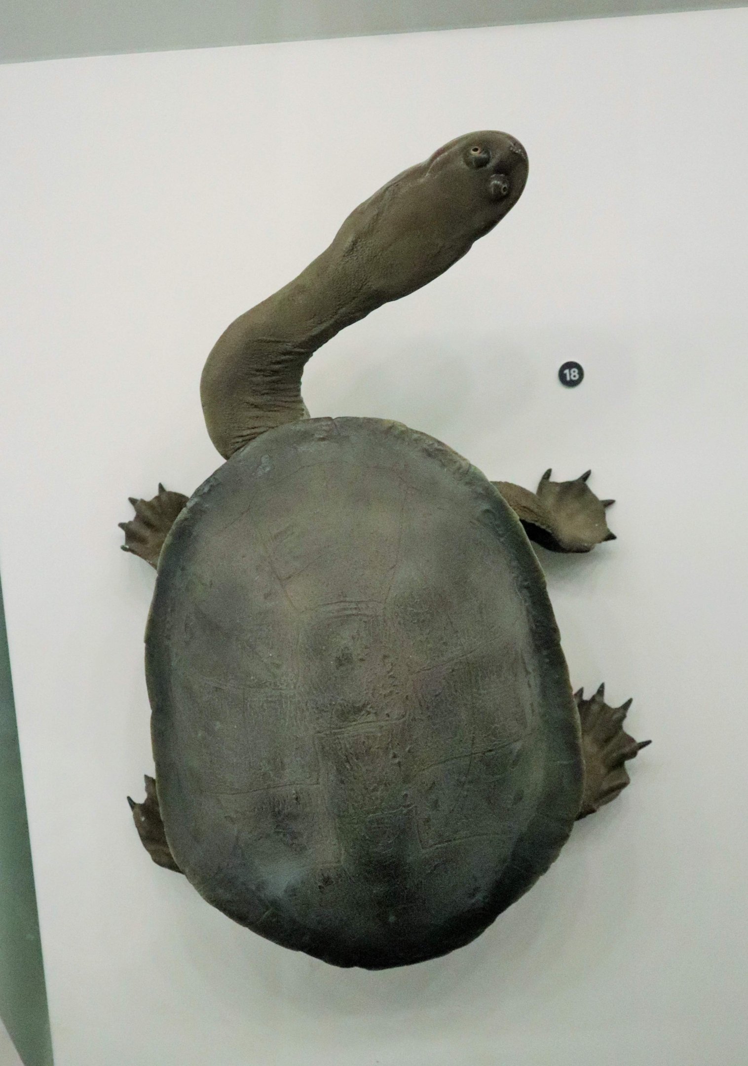 Broad-shelled Turtle (Chelodina expansa)