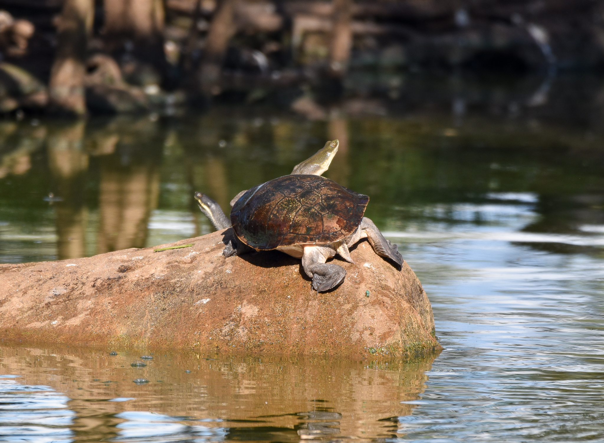 Broad-shelled Turtle