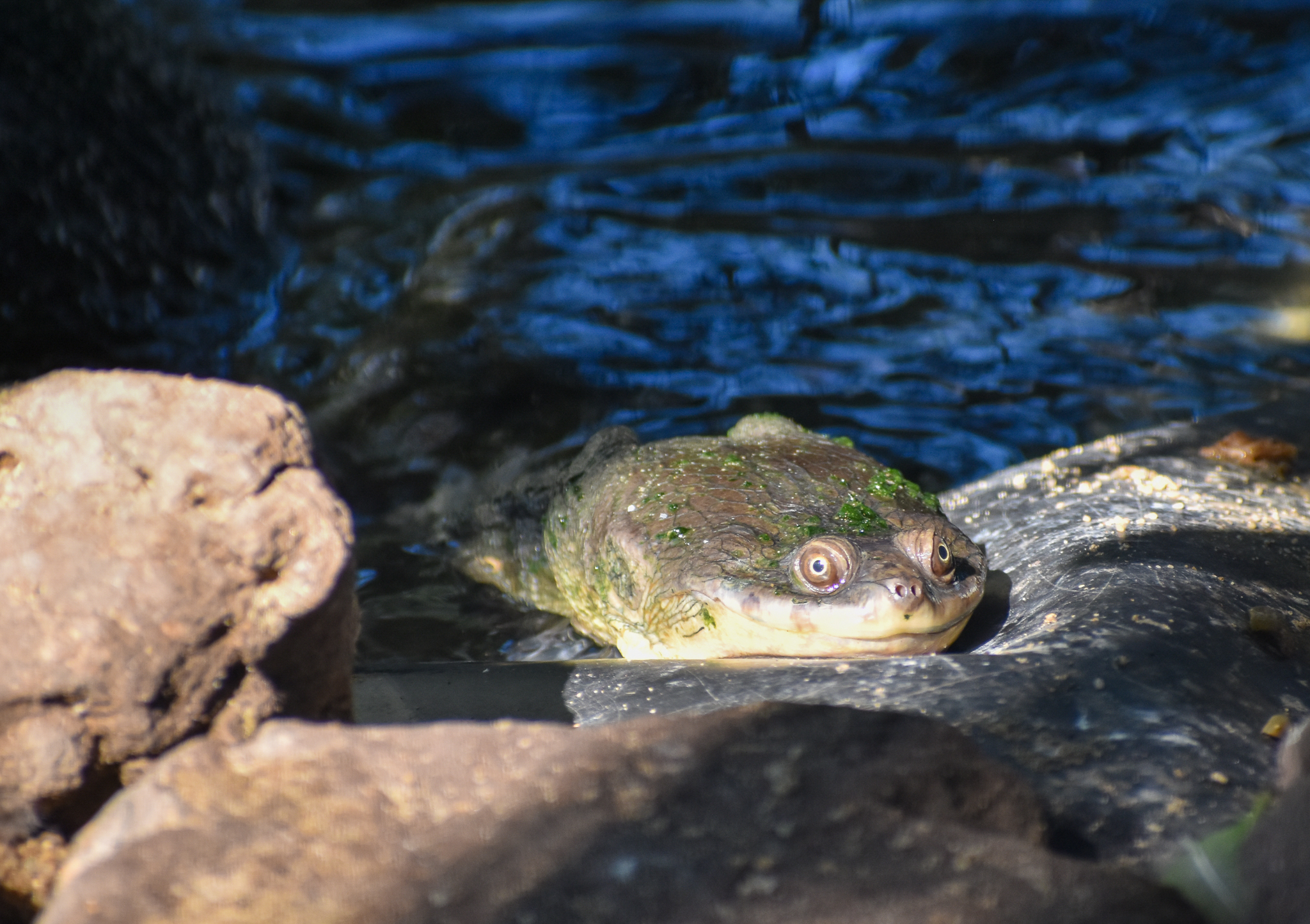 Broad-shelled Turtle