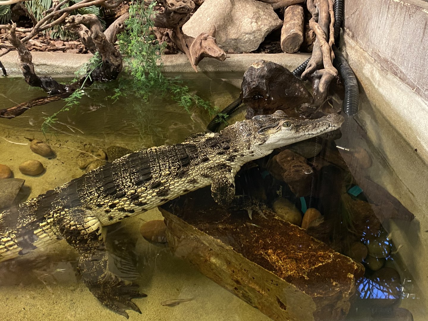 Broad-snouted caiman 040124