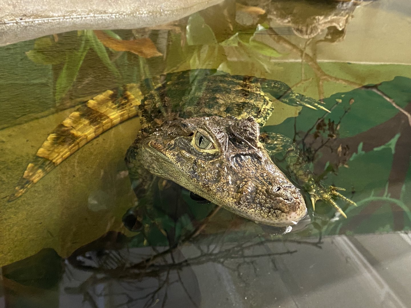 Broad-snouted caiman 040124