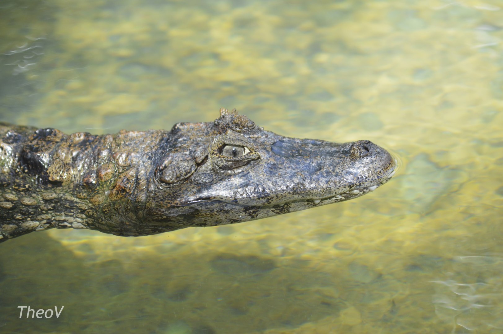 Broad-snouted caiman [2017]
