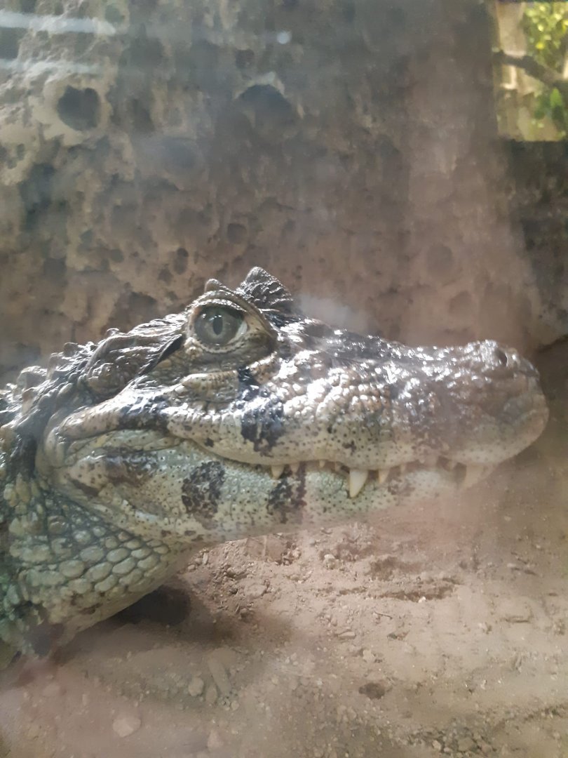 Broad-snouted caiman (24-8-21)