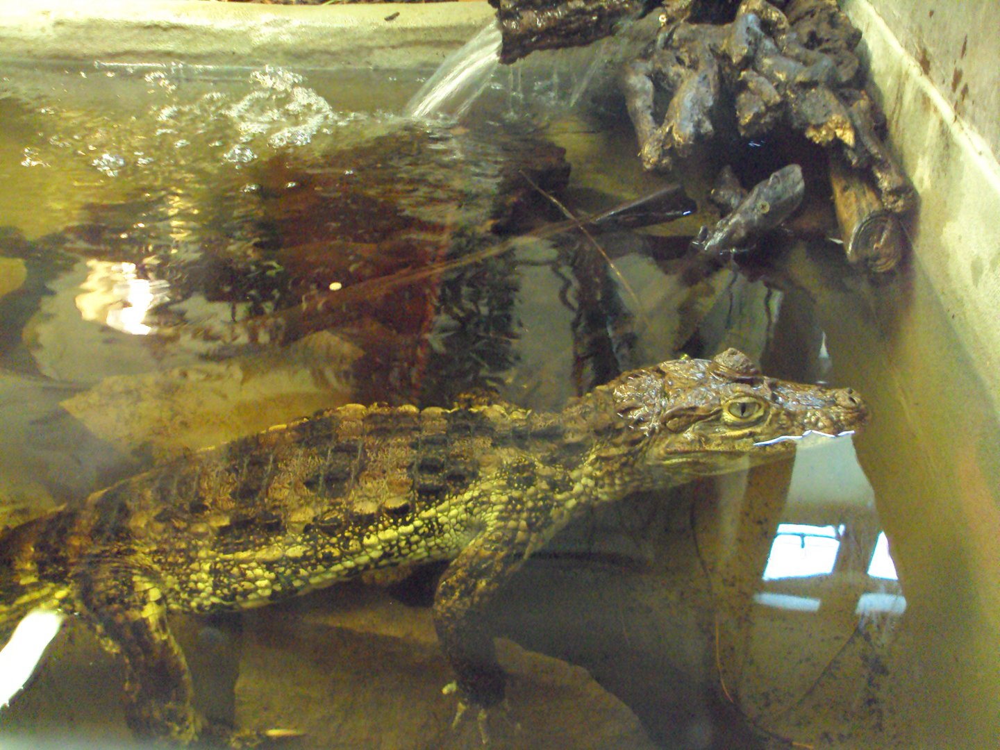 Broad-snouted Caiman 31/10/2019