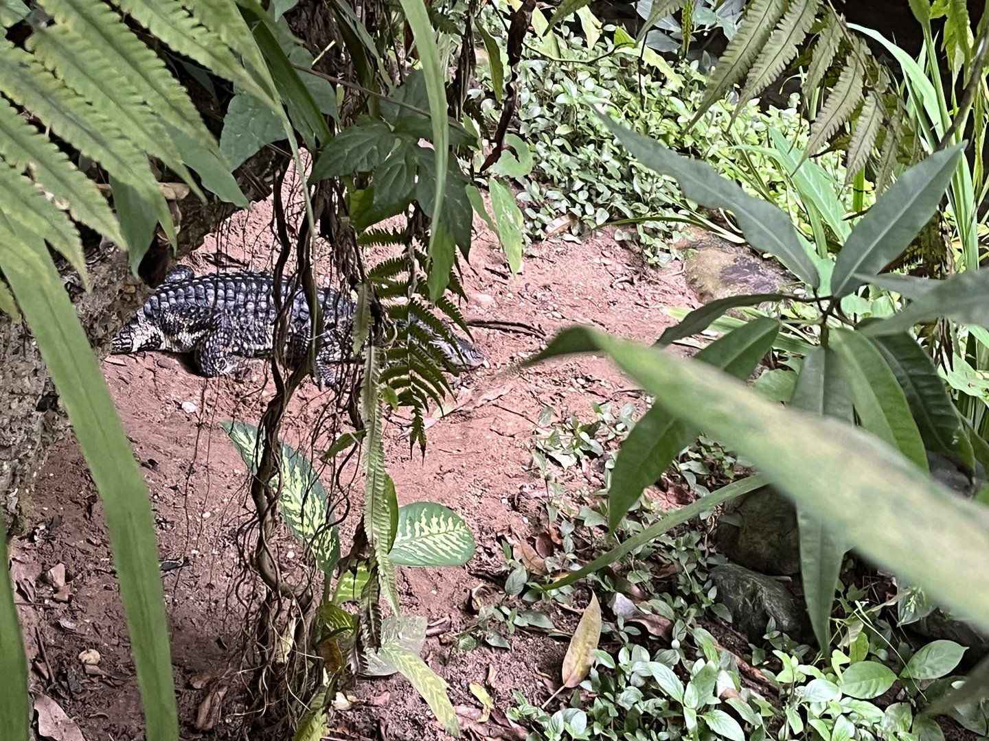 Broad-Snouted caiman 6.7.23