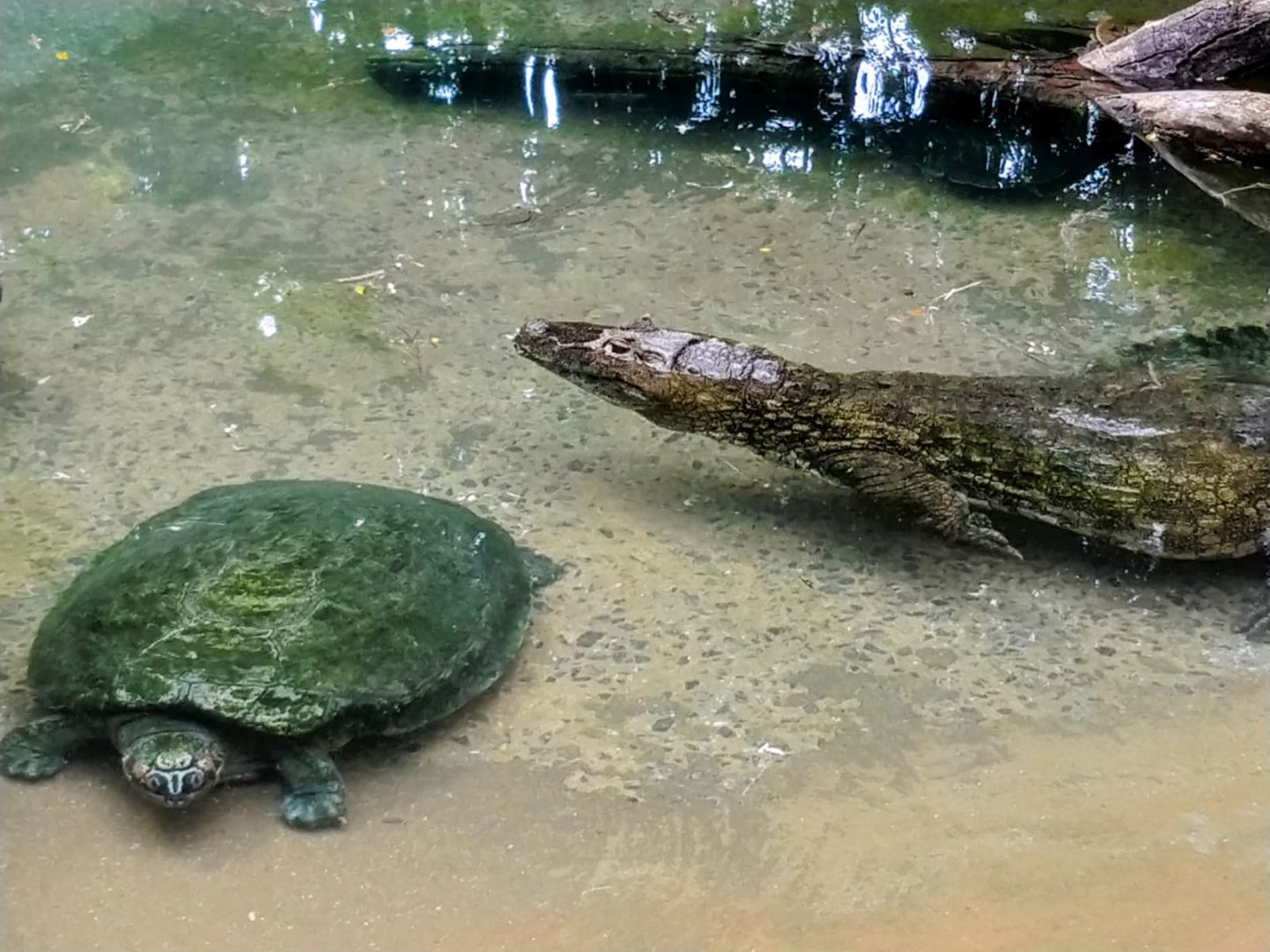 Broad-snouted caiman and Arrau turtle - Belo Horizonte zoo