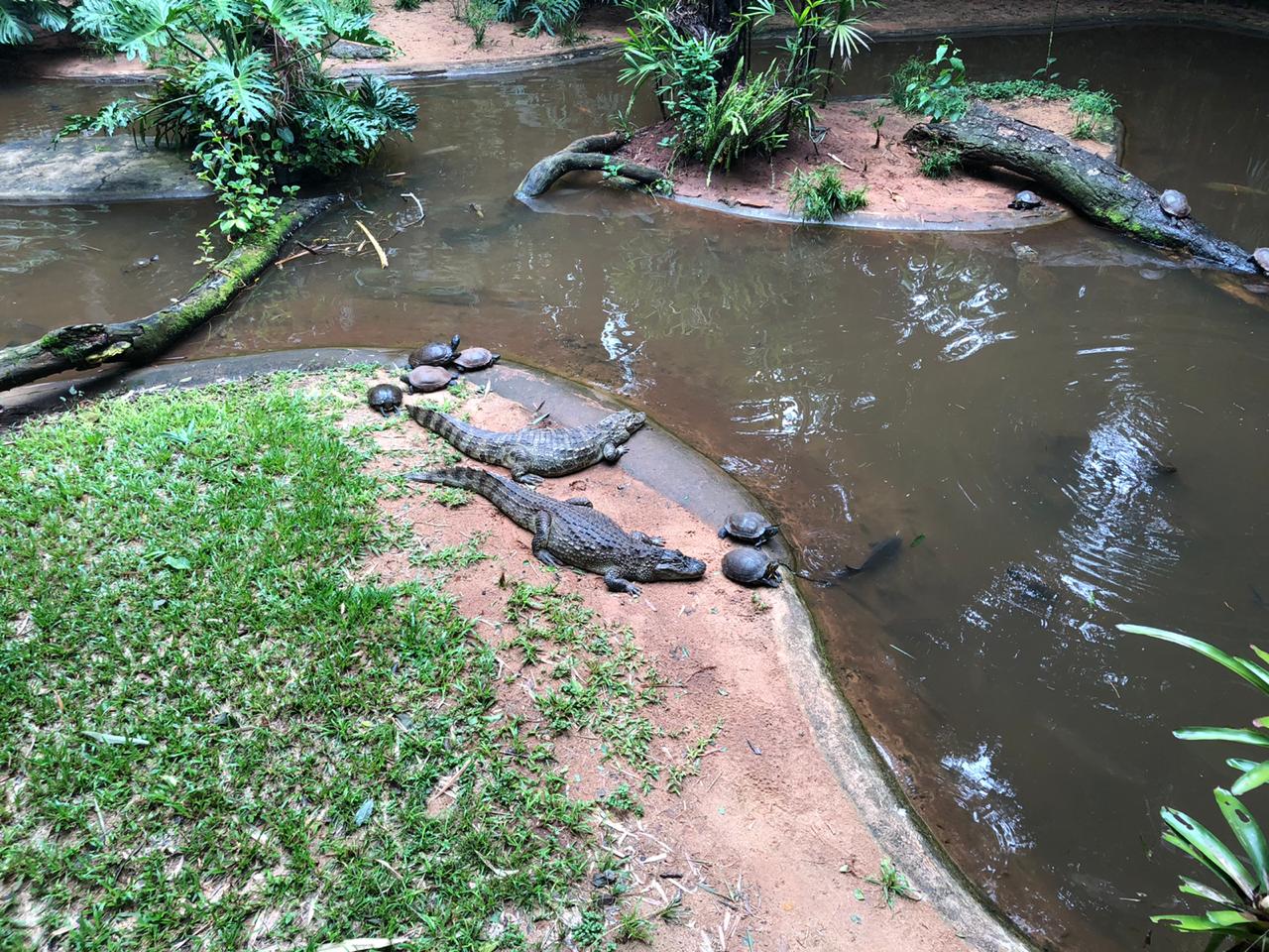 Broad snouted caiman and red eared slider exhibit - Parque das aves