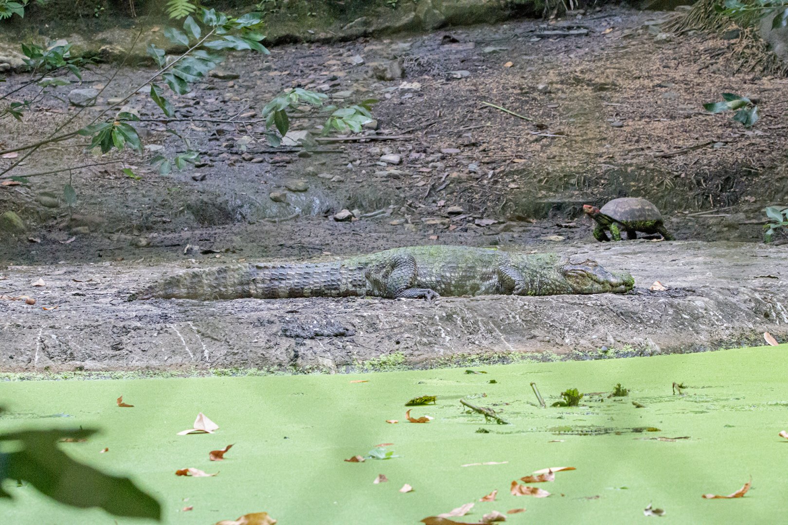 Broad-snouted Caiman and Red-footed Tortoise