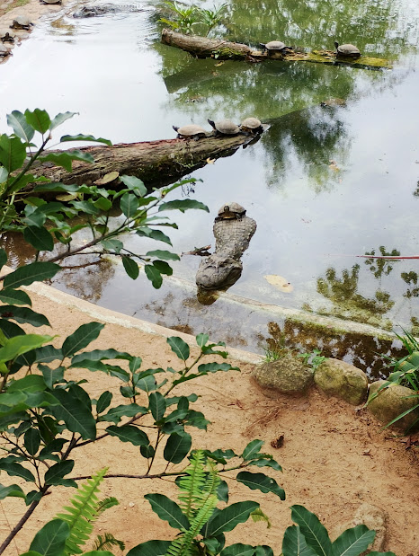 Broad snouted caiman and terrapins