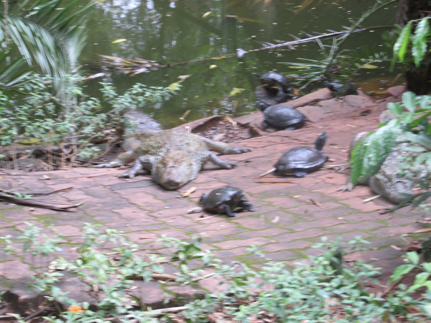 BROAD SNOUTED CAIMAN AND TURTLES