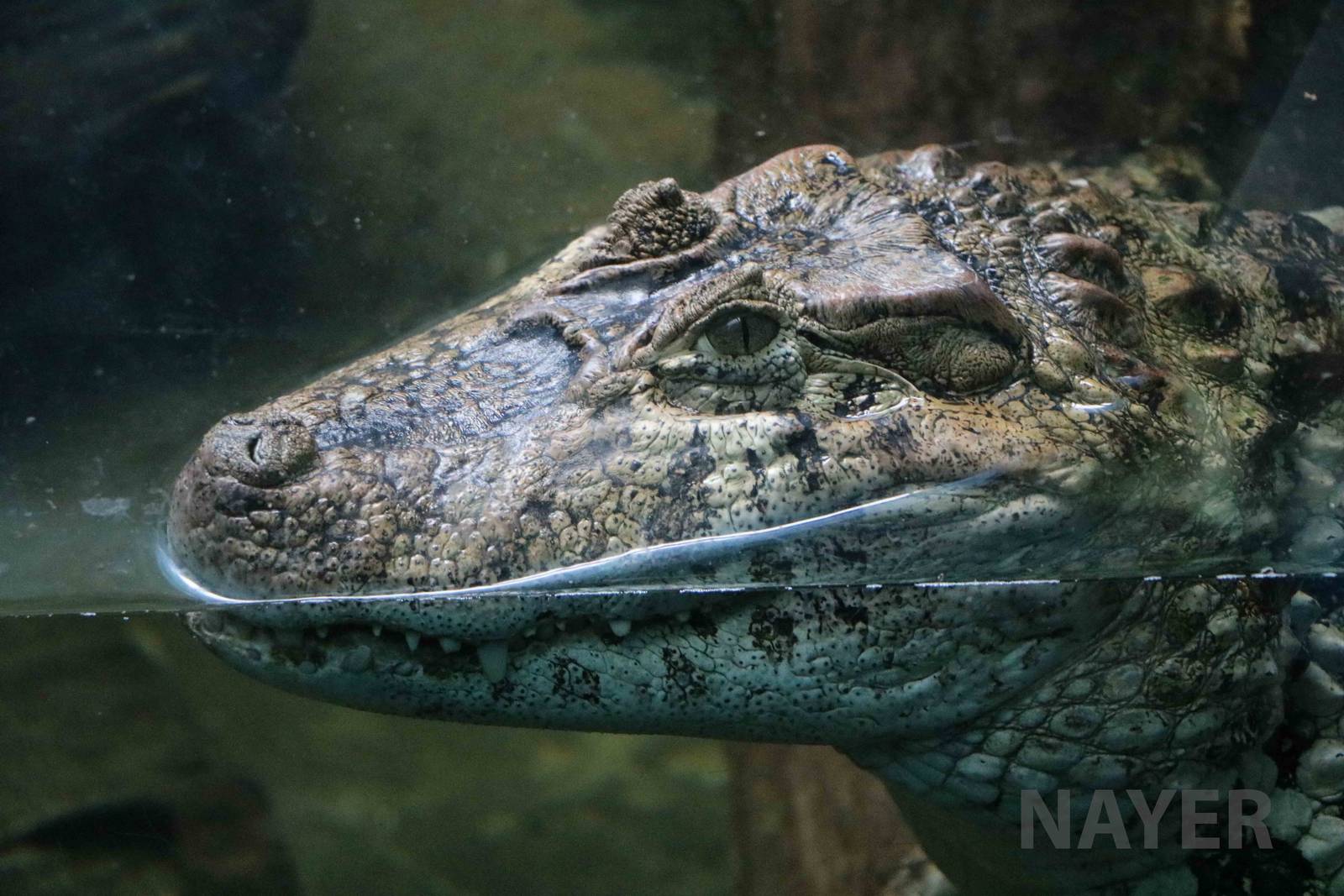 Broad-snouted caiman, April 2016