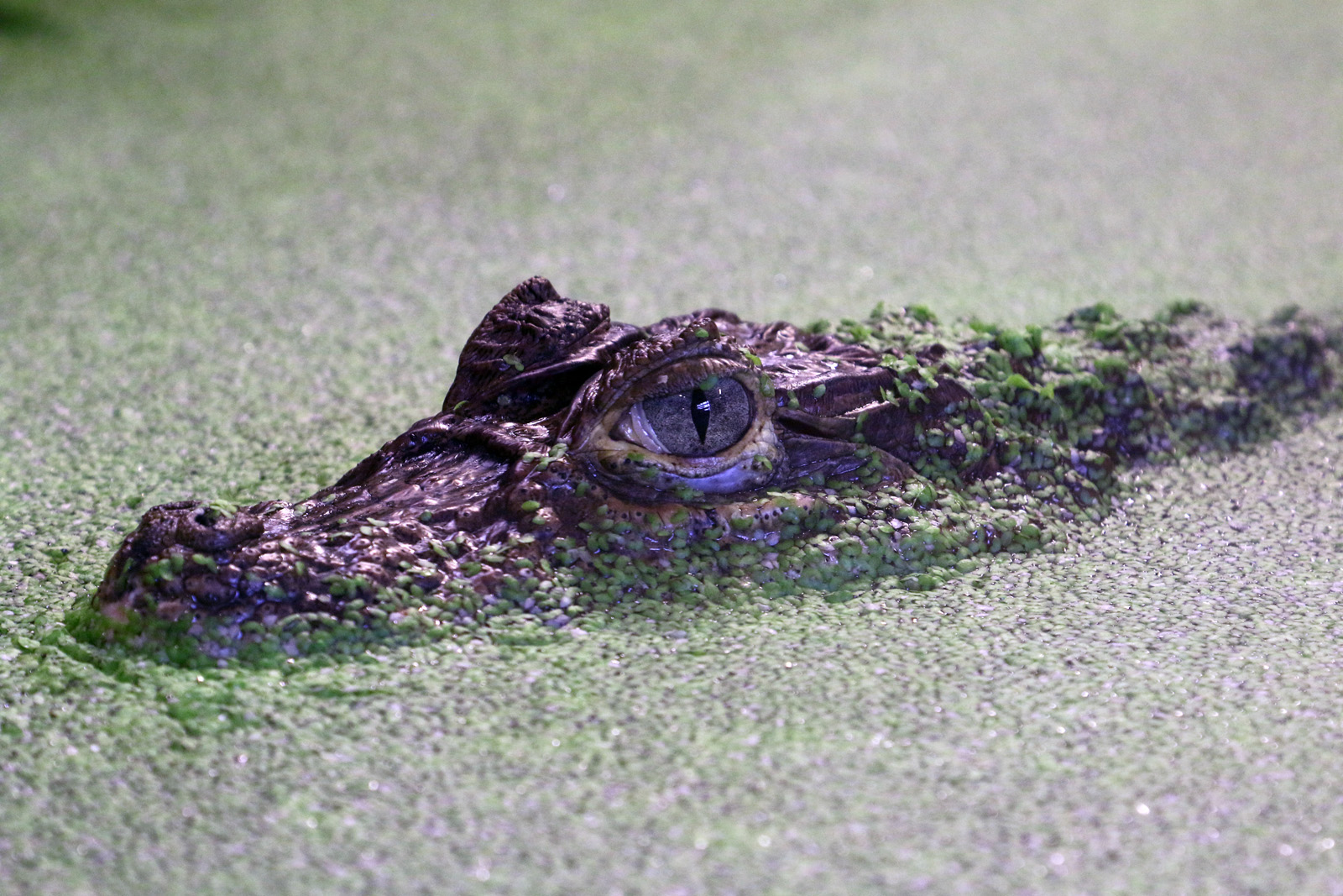 Broad-snouted Caiman at Crocodiles of the World 14/07/2023