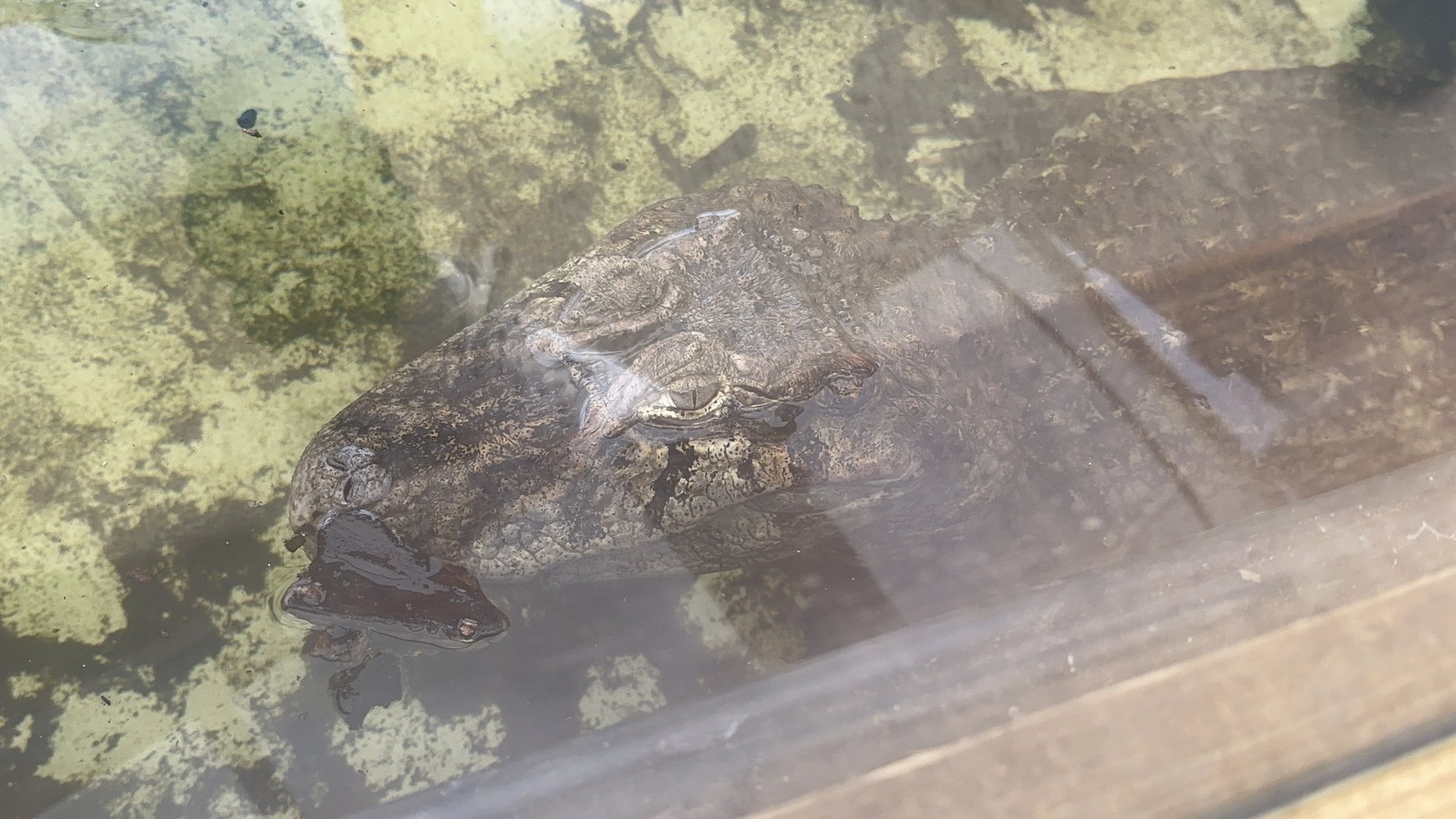 Broad-snouted Caiman att Johnsons of Old Hurst (October 2023)