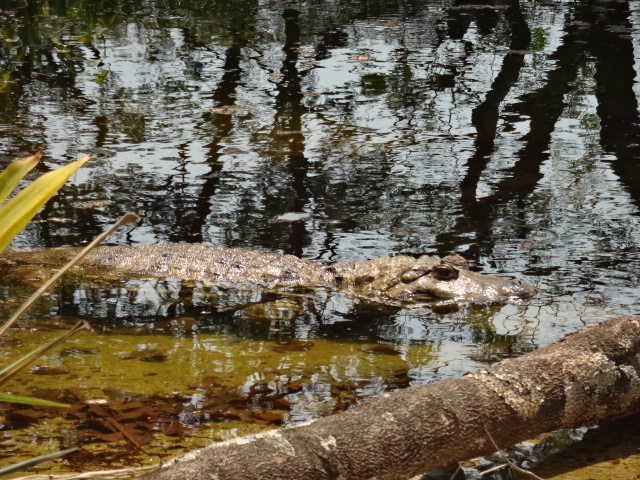 Broad snouted caiman - Belo Horizonte zoo