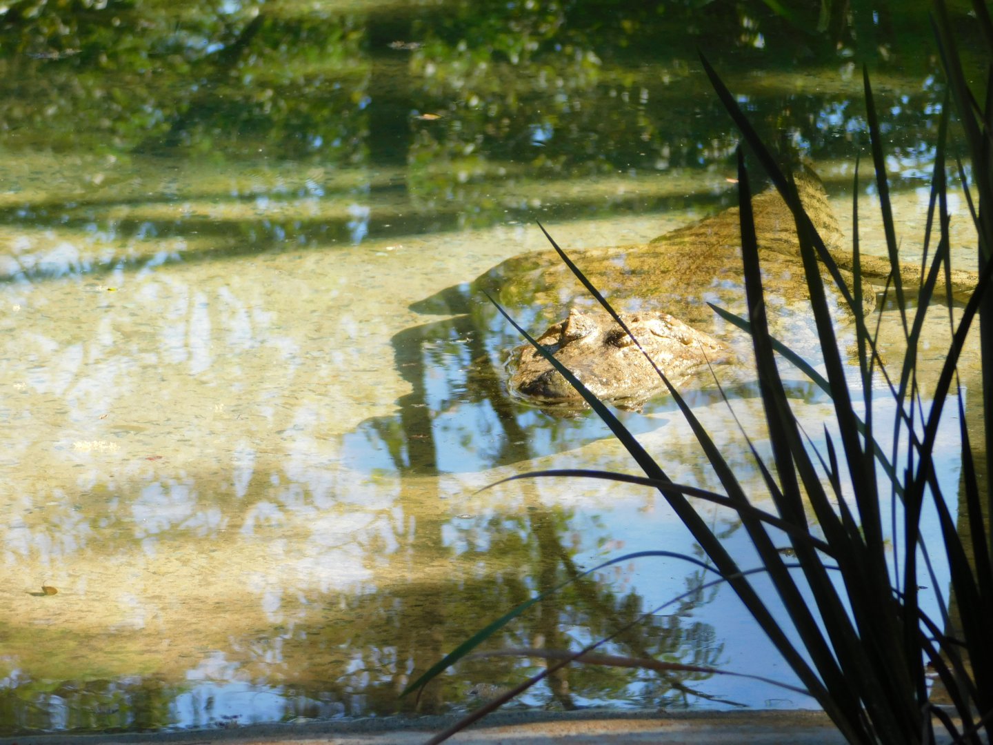 Broad-snouted-caiman - Belo Horizonte zoo