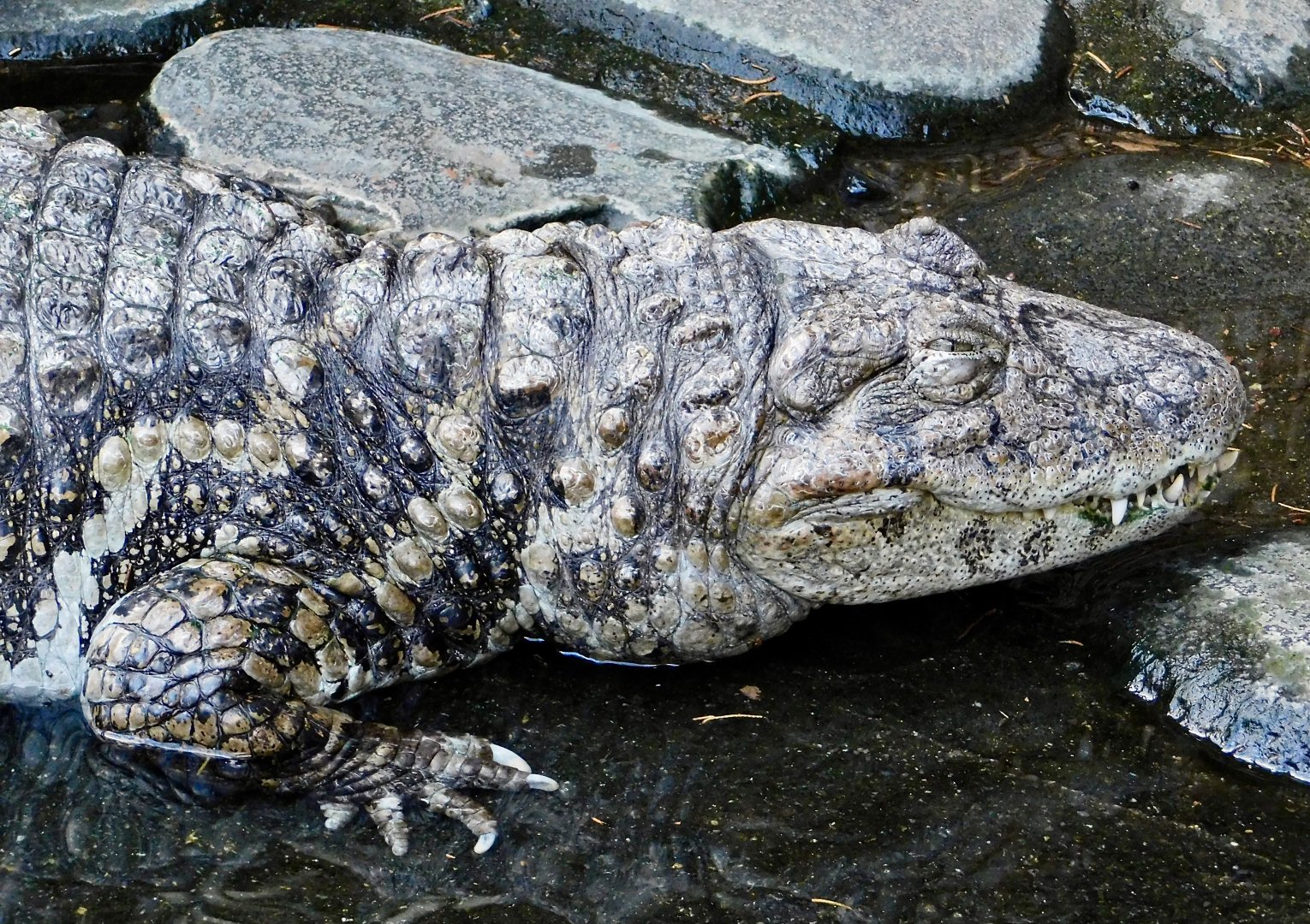 Broad-Snouted Caiman (Caiman latirostris) December 6, 2025