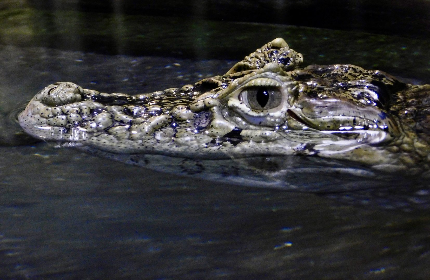 Broad-Snouted Caiman (Caiman latirostris) December 6, 2025