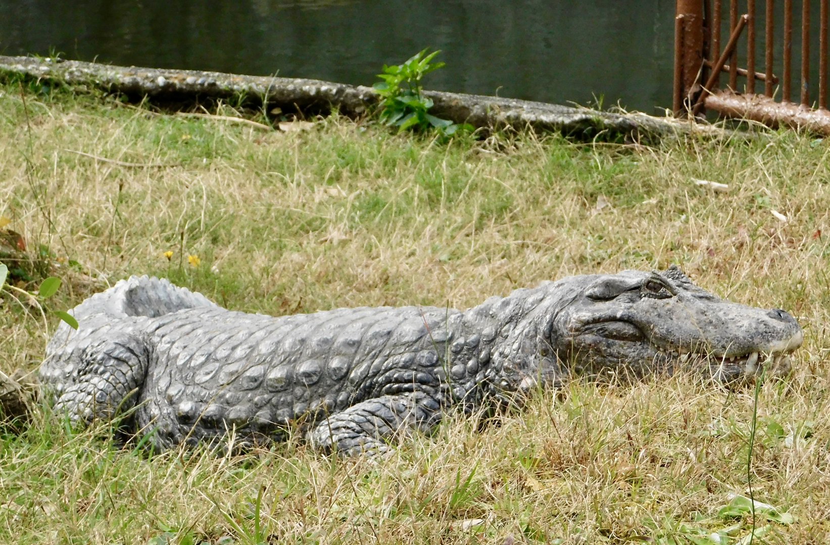 Broad-Snouted Caiman (Caiman latirostris) December 6, 2025