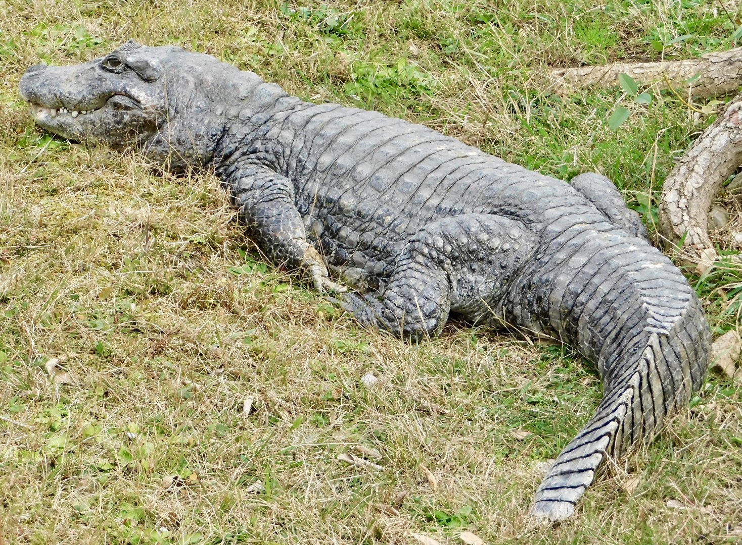 Broad-Snouted Caiman (Caiman latirostris) December 6, 2025