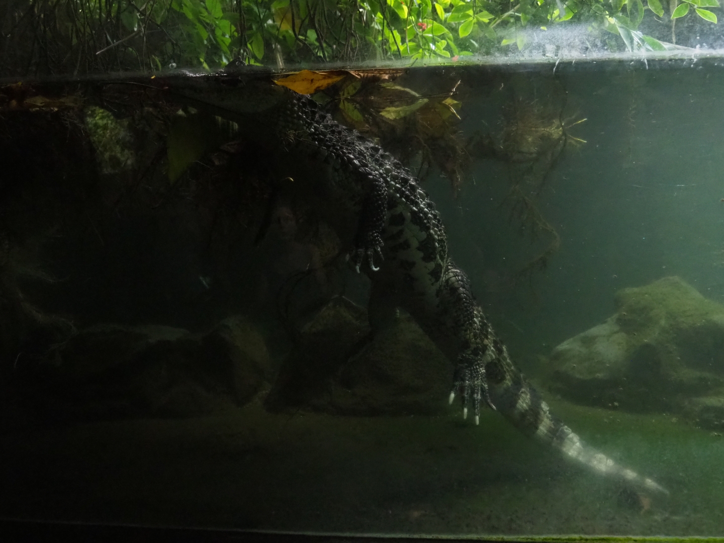 Broad-snouted caiman (Caiman latirostris), Sep 16th, 2018