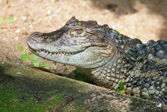 Broad-snouted caiman (Caiman latirostris)