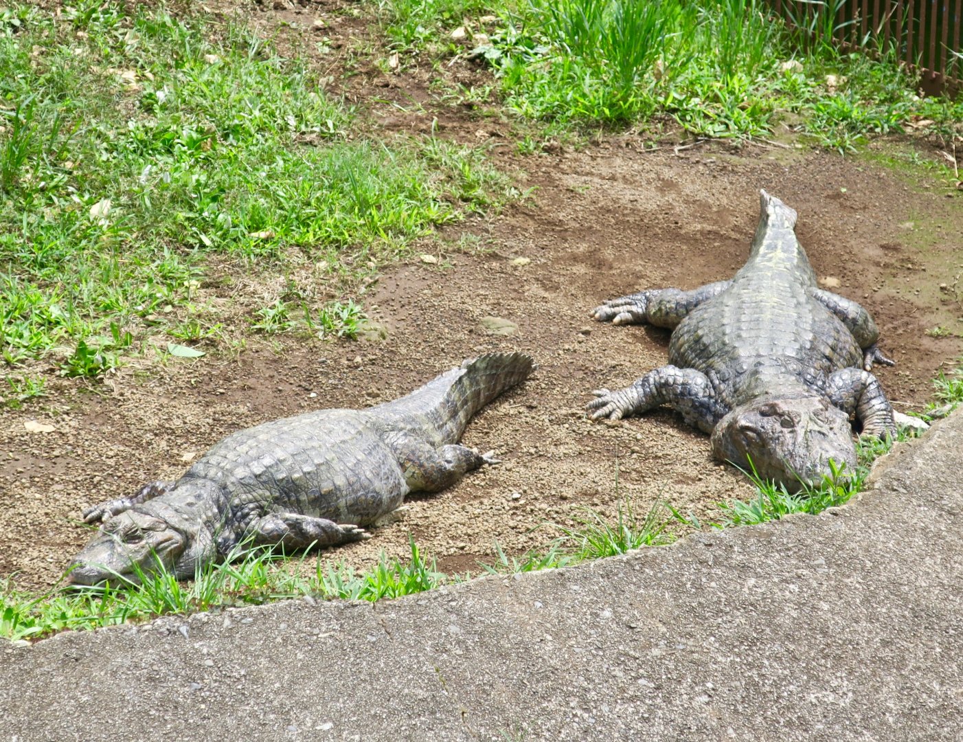 Broad-Snouted Caiman (Caiman latirostris)