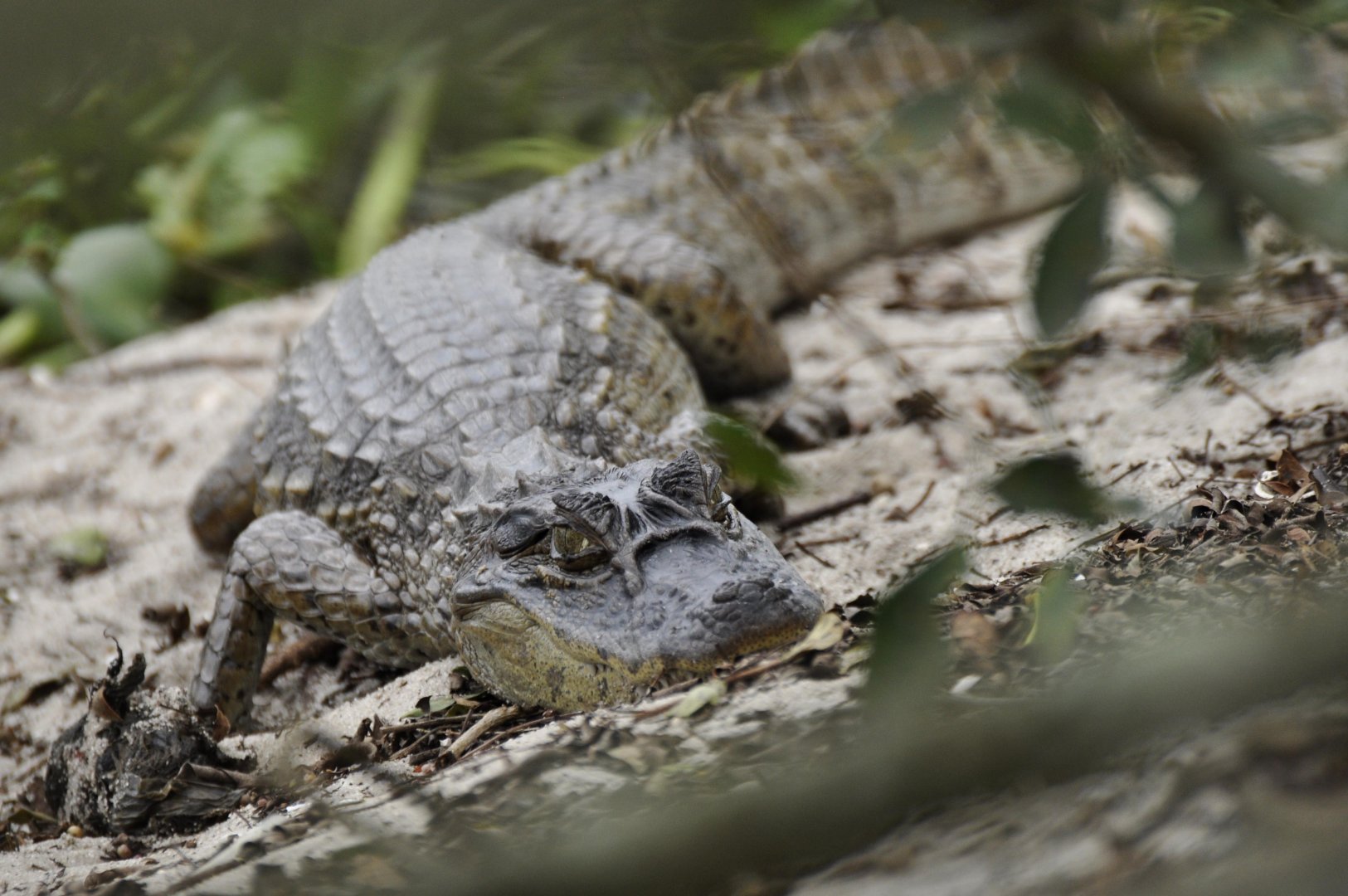Broad-snouted Caiman (Caiman latirostris)