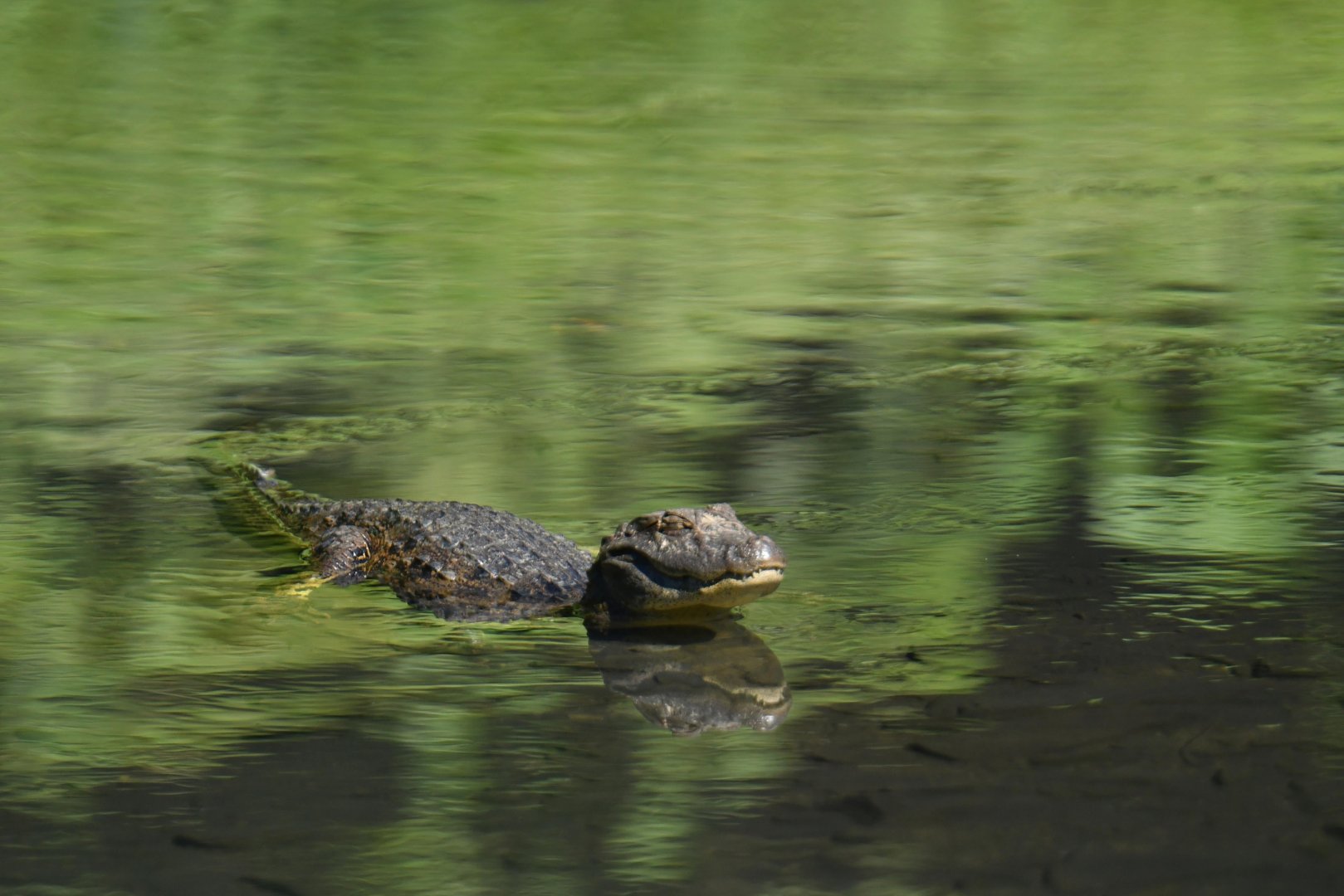 Broad-snouted caiman (Caiman latirostris)