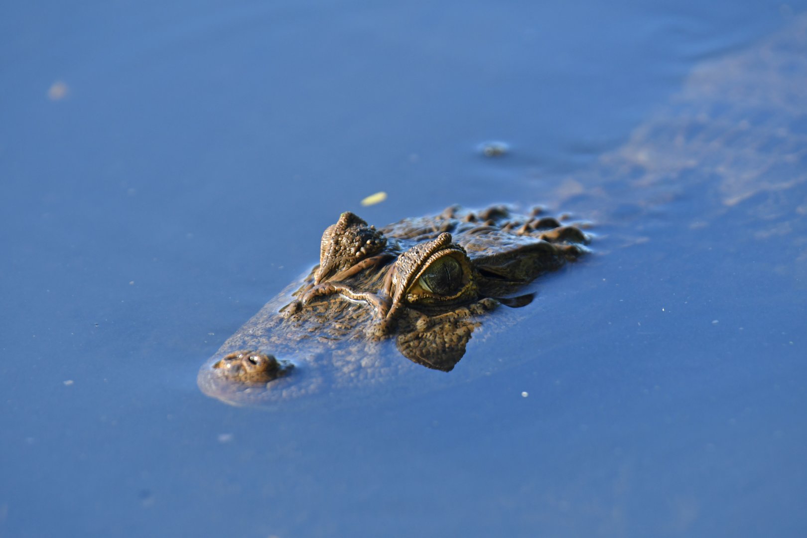 Broad-snouted caiman (Caiman latirostris)