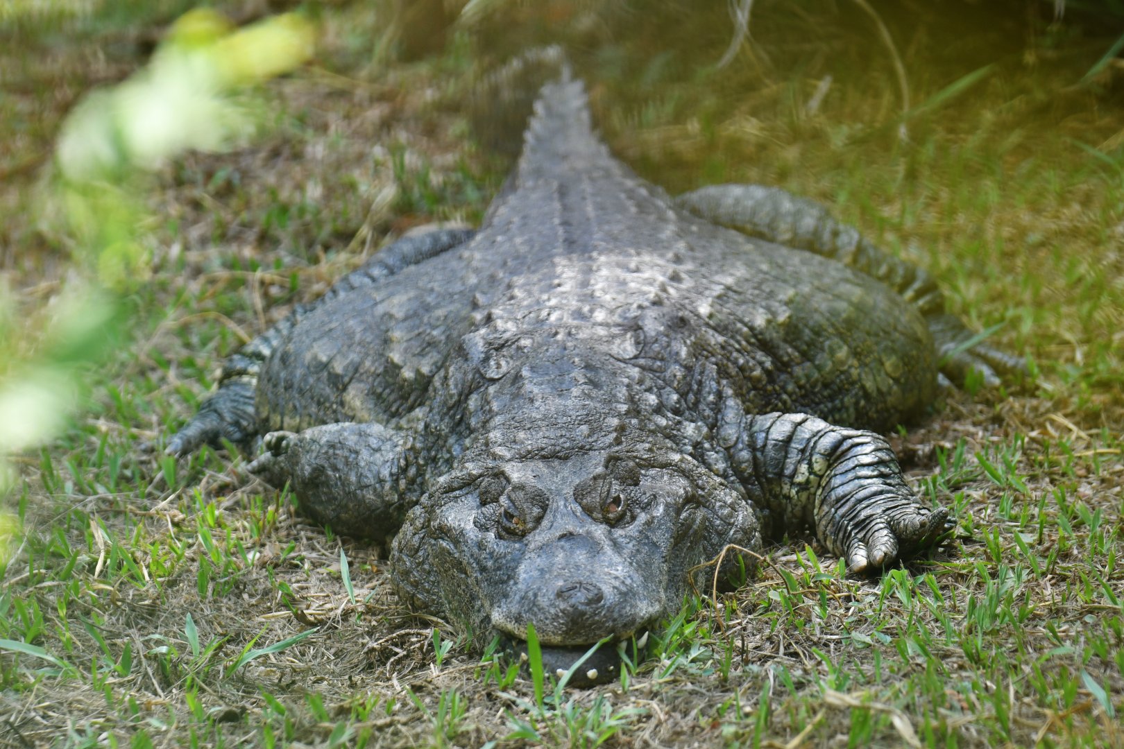 Broad-snouted caiman (Caiman latirostris)