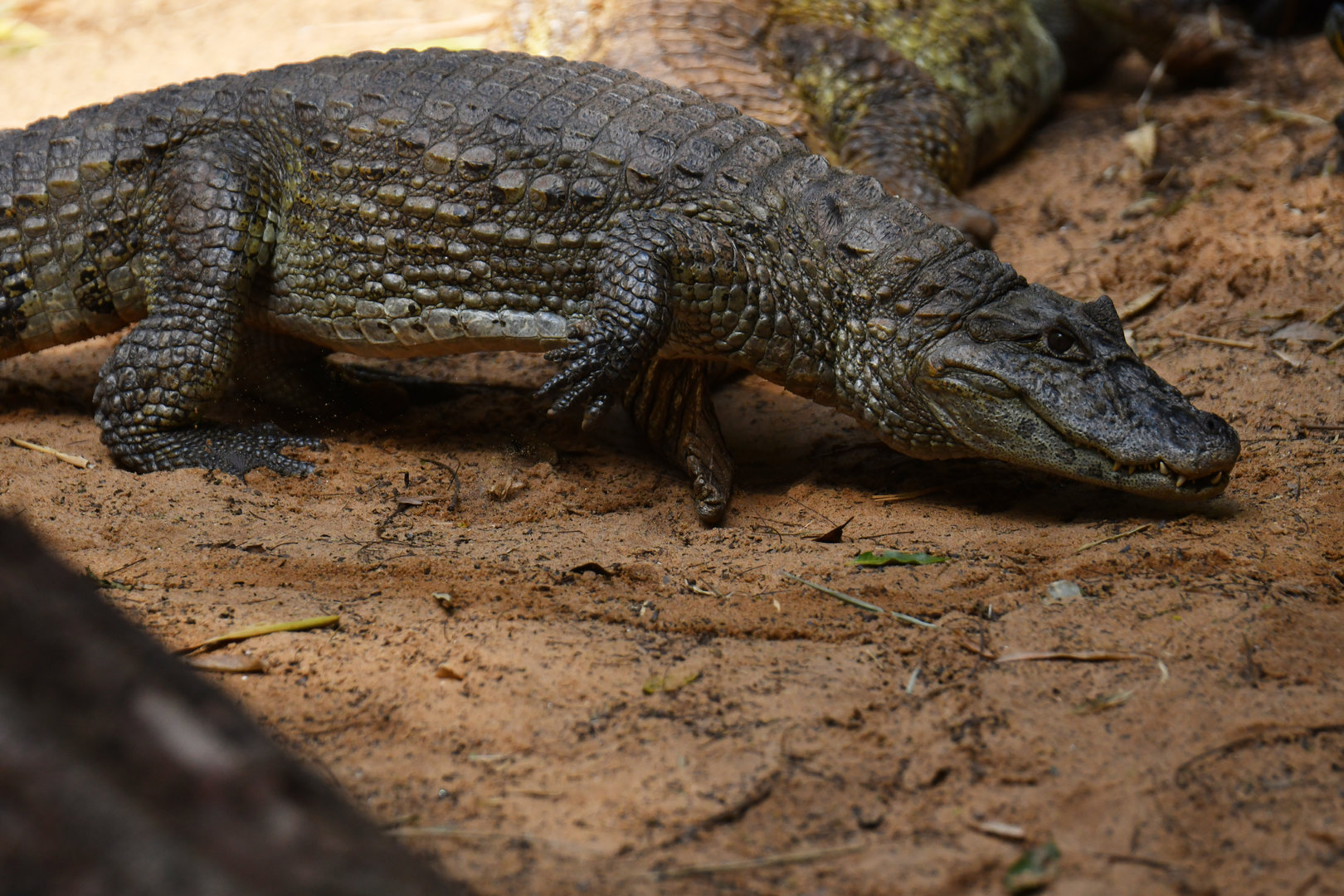 Broad-snouted caiman (Caiman latirostris)