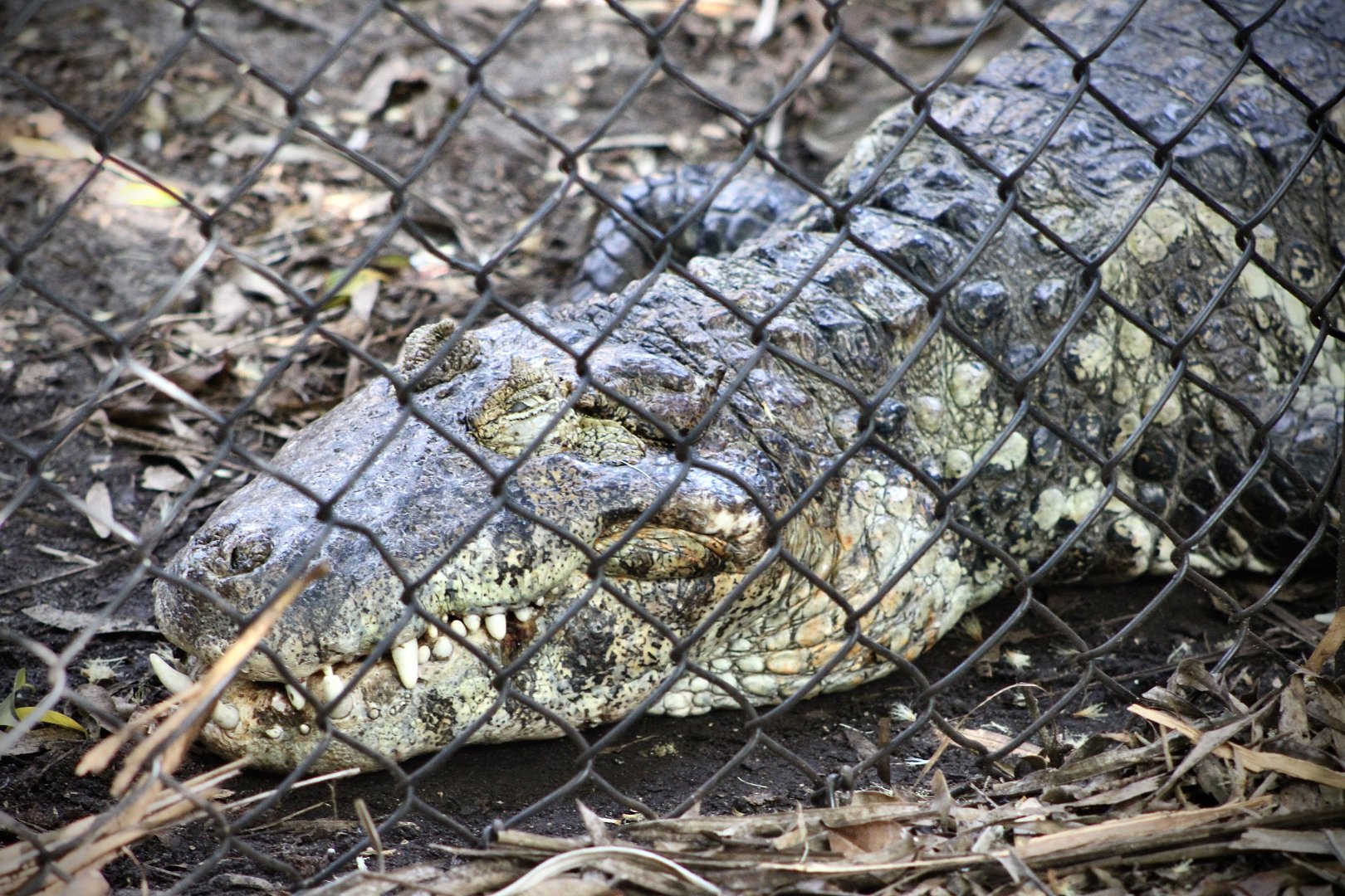 Broad-Snouted Caiman (Caiman latirostris)