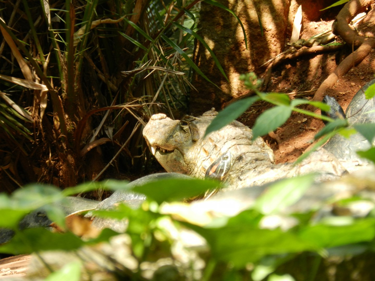 Broad-snouted caiman - Campinas zoo (BDJ)