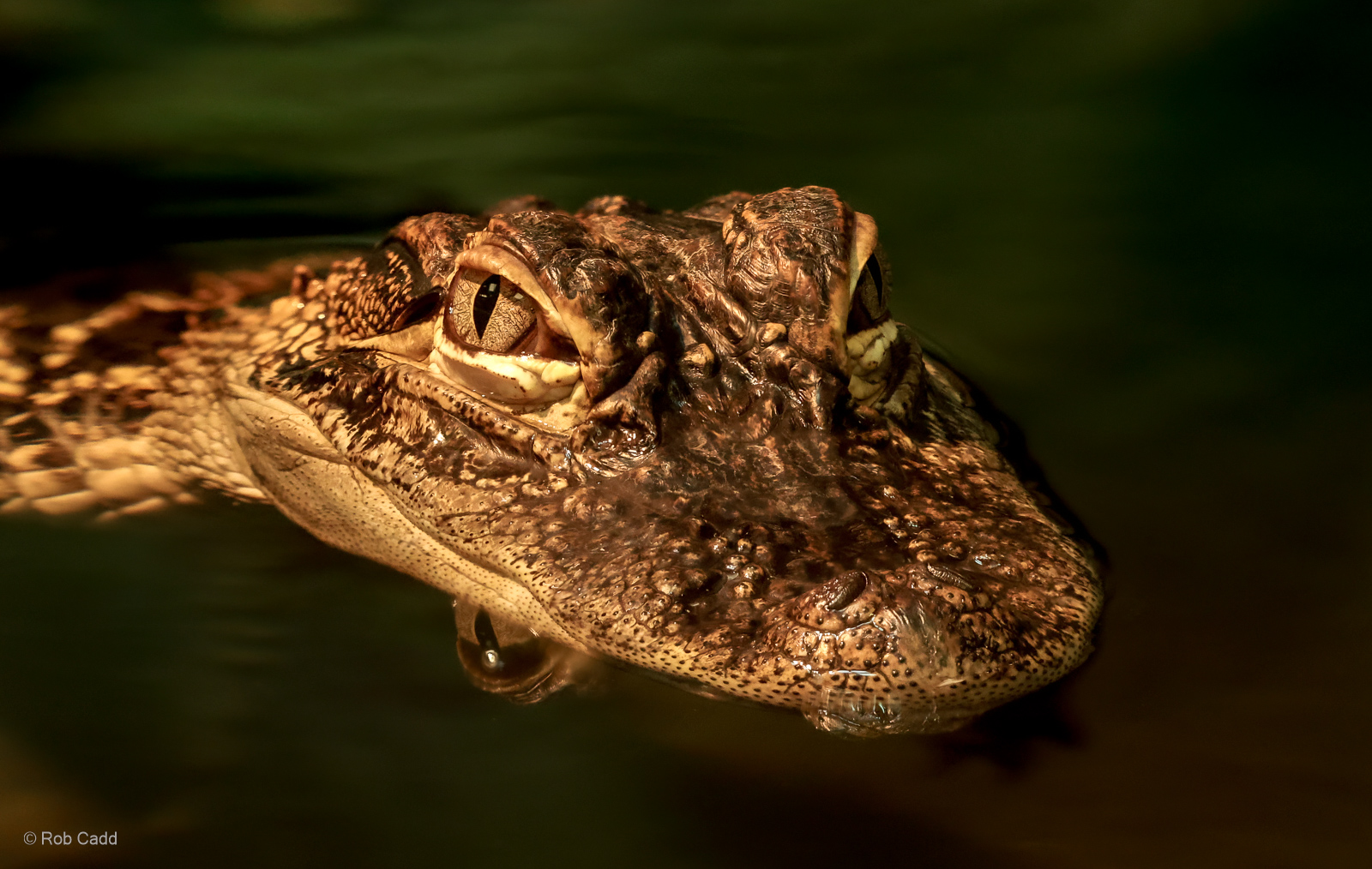 Broad-snouted caiman : Crocodiles of the World : 01 Jun 2024