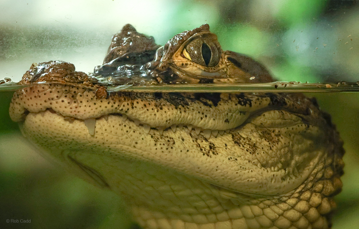 Broad-snouted caiman : Crocodiles of the World : 26 Sep 2025