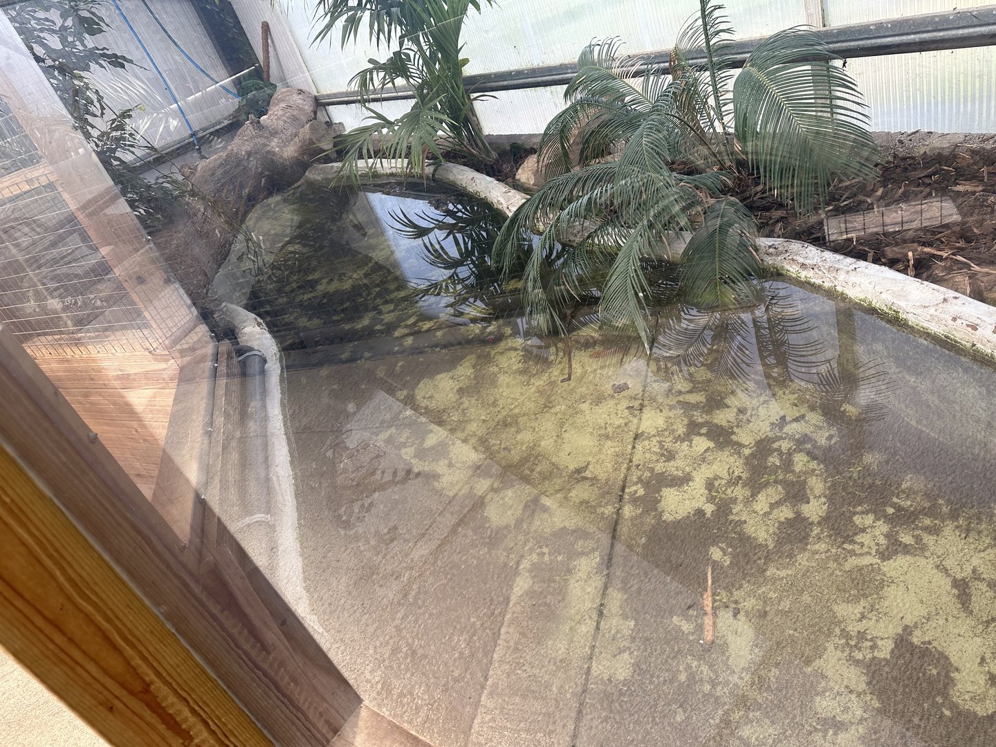 Broad-snouted Caiman Enclosure at Johnsons of Old Hurst (October 2023)