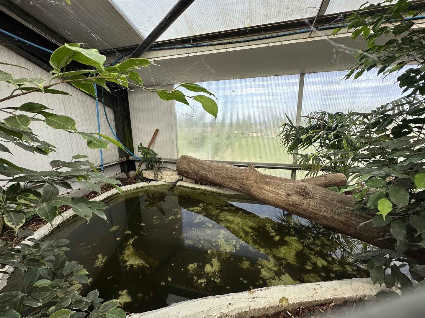 Broad-snouted Caiman Enclosure at Johnsons of Old Hurst (October 2023)