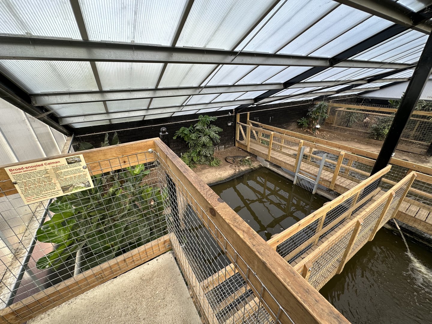 Broad-snouted Caiman Enclosure at Johnsons of Old Hurst (October 2023)