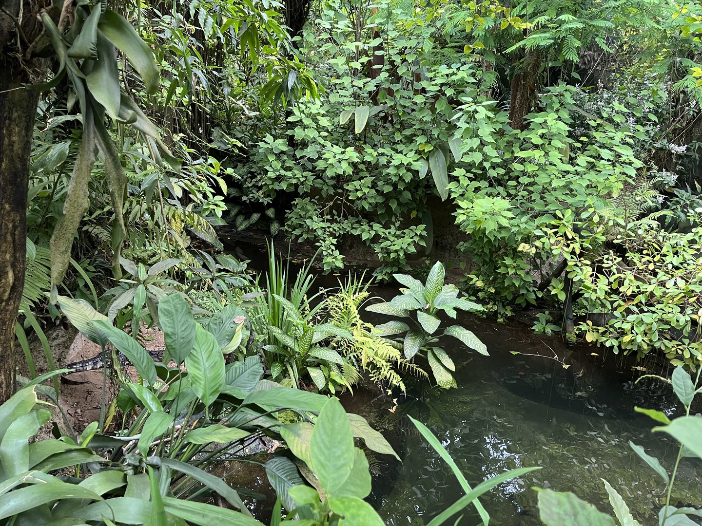 Broad-Snouted caiman enclosure in Bush 6.7.23