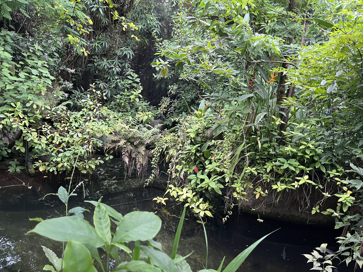 Broad-Snouted caiman enclosure in Bush 6.7.23