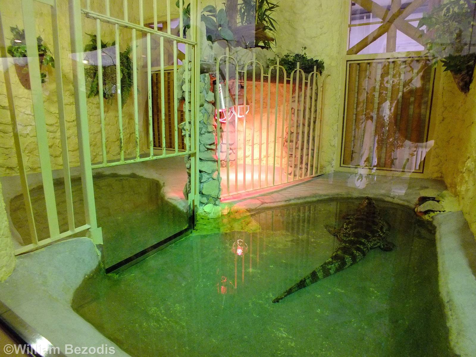 Broad-snouted Caiman Enclosure