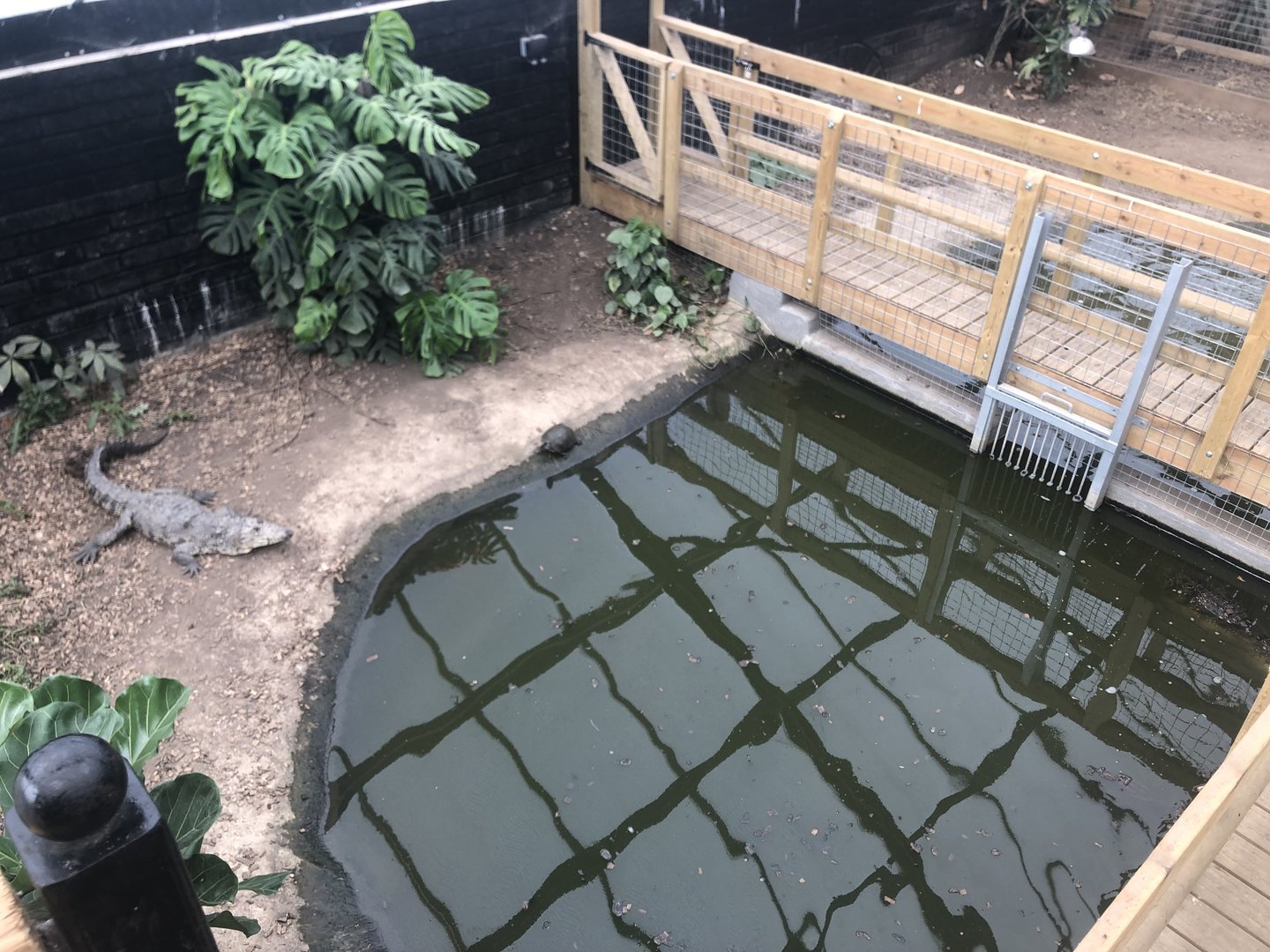 Broad-Snouted Caiman Enclosure