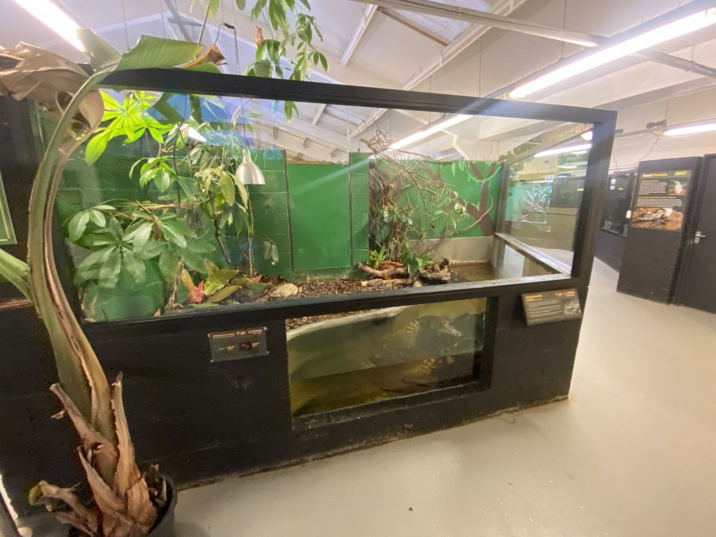 Broad-snouted caiman exhibit 040124