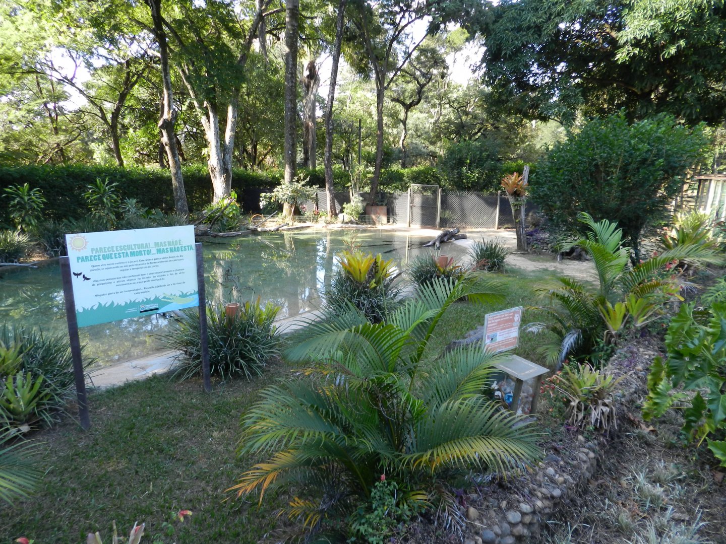 Broad-snouted caiman exhibit - Belo Horizonte zoo